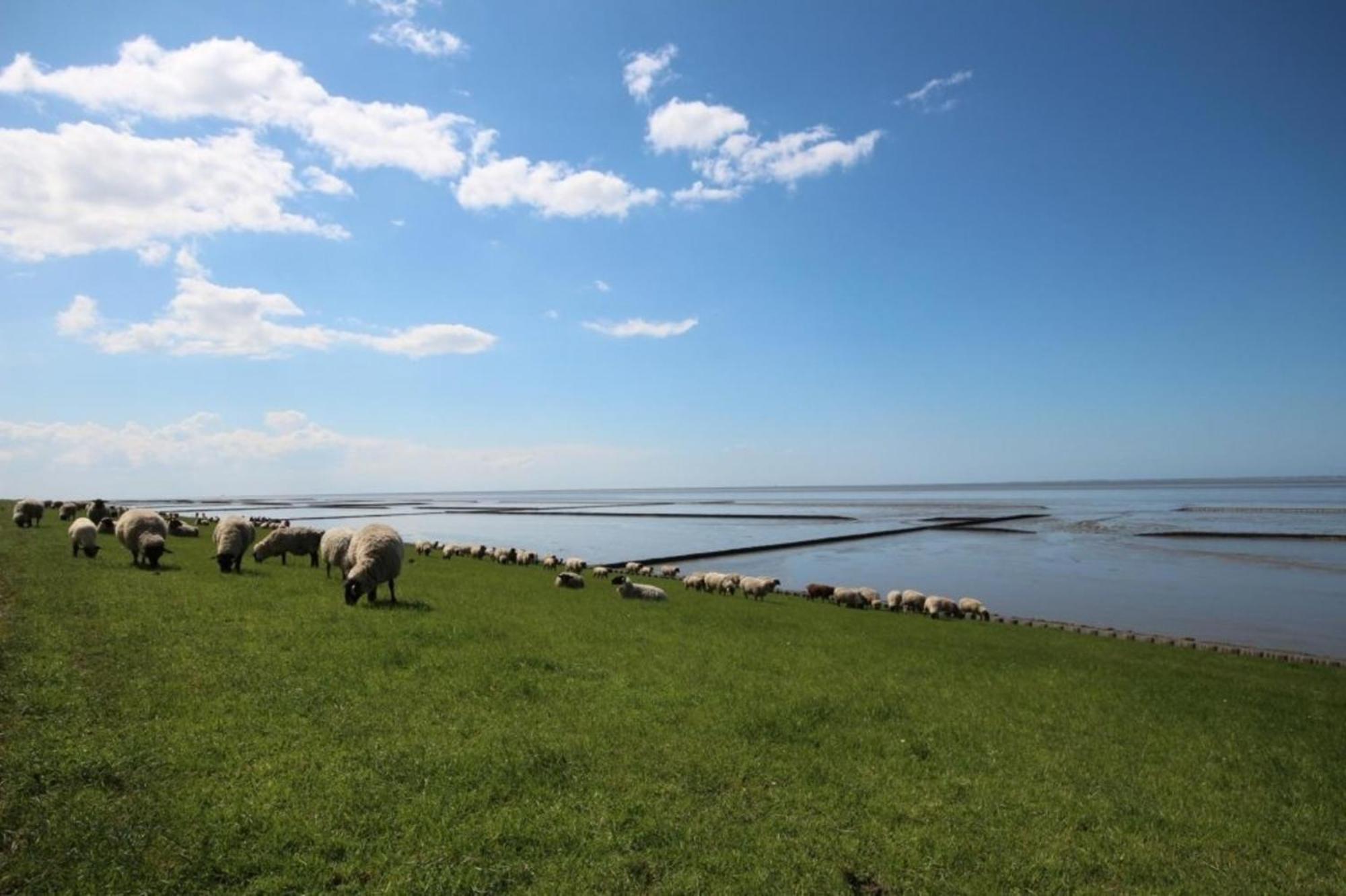 Grosse Nordseewelle Ohne Hund Norden Exterior foto